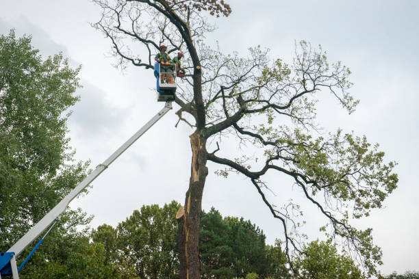 How Our Tree Care Process Works  in  Medford, MN